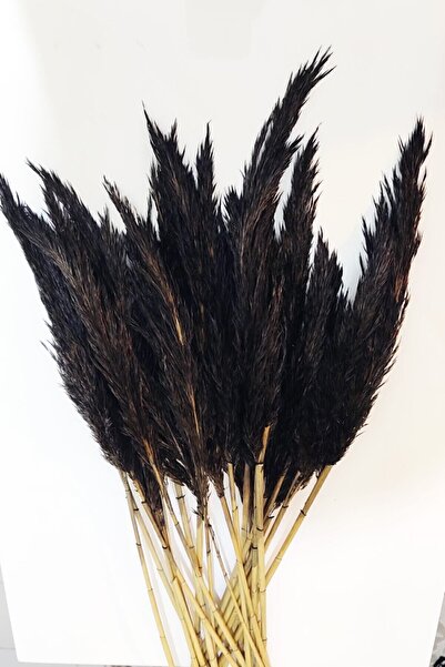 EÇiçek Şoklanmış Pampas Otu 100 Cm 13'lü Demet Kuru Çiçek Siyah