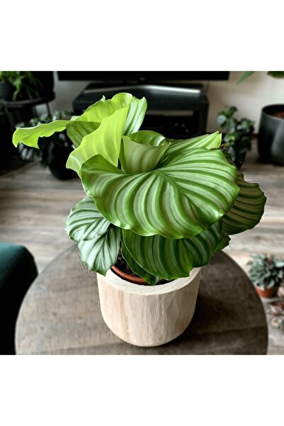 GoldLotus Calathea Orbifolia - Ev Ve Ofis Bitkisi - Dua Çiçeği