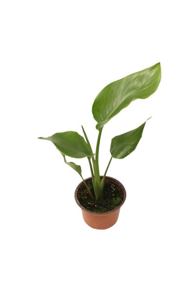 AKDOĞA Strelitzia Nicolai- Starliçe Beyaz Cennet Kuşu Çiçeği - Turna Gagası - Mini Boy Iç Mekan Ofis Salon