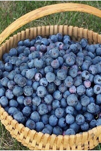 doğaşık Mavi Yaban Mersini Meyve Fidanı (20-30CM) "vaccinium Myrtillus"