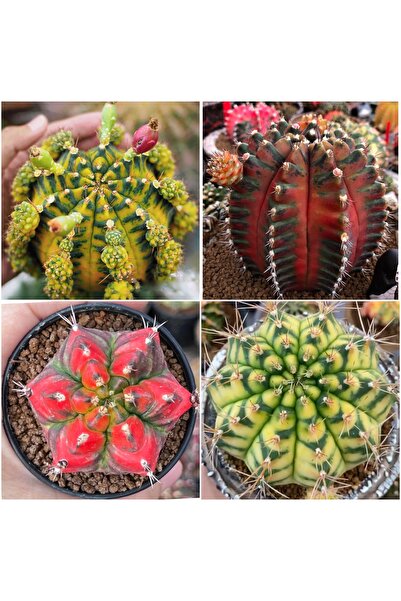 TULIN Gymnocalycium M. Variegata - "sepia A/b - Pink Panther - Canary - T3115" Özel Kaktüs Tohumları 50 Ad