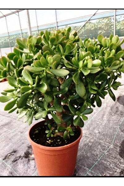 körfezgardens Bonsai Para Çiçeği Crassula Ovata-bereket Ağacı