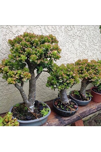 Bonsai Money Flower Crassula Ovata-fertility Tree