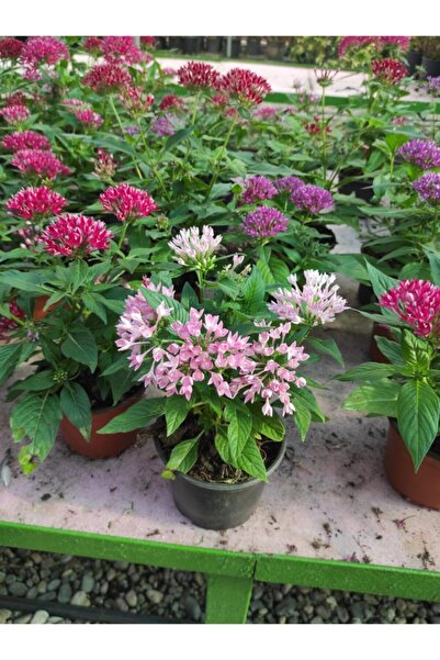 TaburAVM Beşiz Çiçeği (pentas)