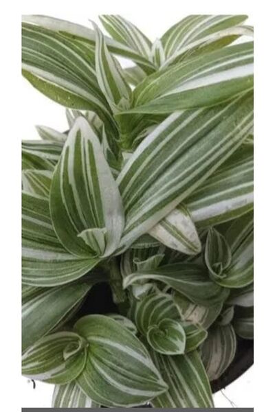 ATABEY ÇİÇEK Beyaz Çizgili Telgraf Çiçeği Tradescantia