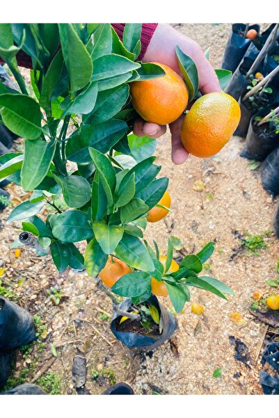 EVİM BAHÇEM MEYVELİ Mandalina Fidanı (BODUR) Tatlı Mandalina Fidanı (TÜPLÜ-3YAŞ) Çiçek