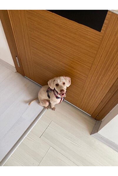 Abad Majica sa polo ovratnikom