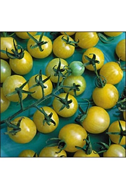 Tohum Dünyası 10 Adet Mini Limon Damlası Domates Tohumu- Sırık Tipi Domates- ...