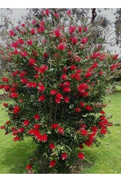 EVİM BAHÇEM Fırça Çalısı Fidanı Saksılı ( 100 ila 150 cm )