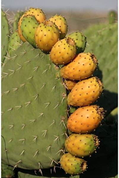 EVİM BAHÇEM Hint Inciri (tahta Inciri) Fidanı 7 Lt Saksılı Frenk Yemişi Dikenli Incir Kaktüs Fidanı