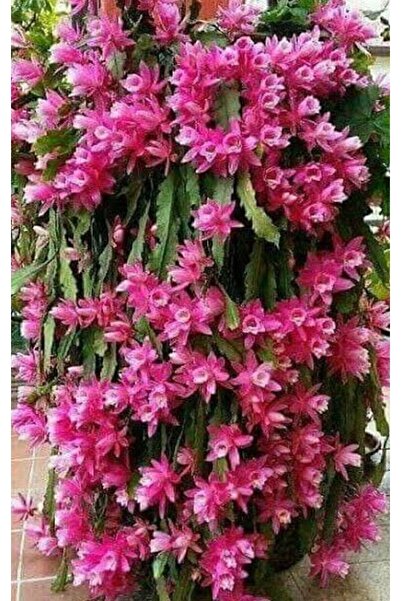 ATABEY ÇİÇEK Pembe Açan Atlas Kaktüs Çiçeği