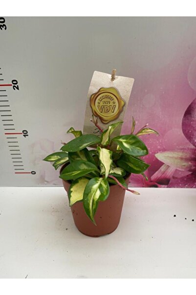 Orkide Pazarı Hoya Tricolor (mum Çiçeği)