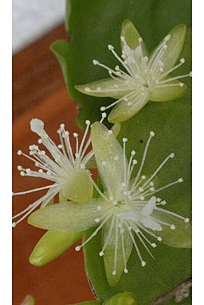 ATABEY ÇİÇEK Rhipsalis Crispata Atlas