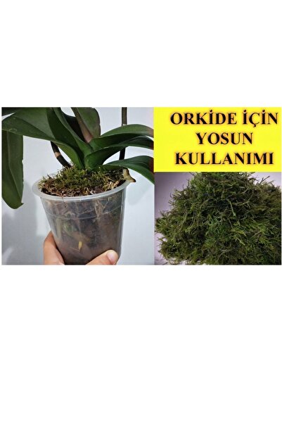 bitkicim Canlı Sphagnum Peat Moss 1lt. Orkide Toprağı (SPAGNUM YOSUNU) 1.kalite Yesil
