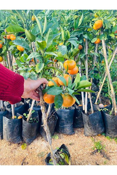 EVİM BAHÇEM MEYVELİ Mandalina Fidanı (BODUR) Tatlı Mandalina Fidanı (TÜPLÜ-3YAŞ) Çiçek