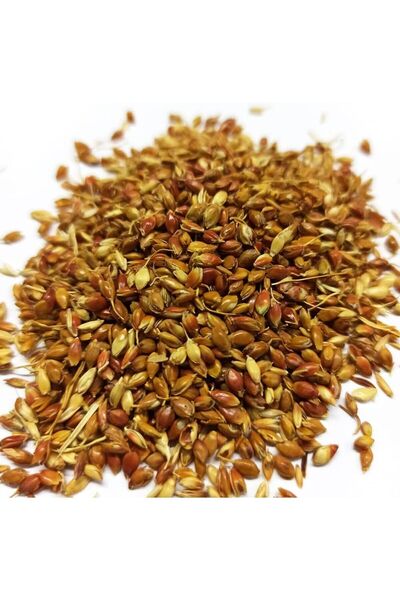 Ziraat Evim Süpürge Otu Tohumu 500 Gr