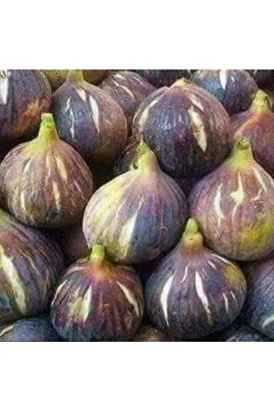 ATABEY ÇİÇEK Çok Tatlı Siyah Incir Fidesi