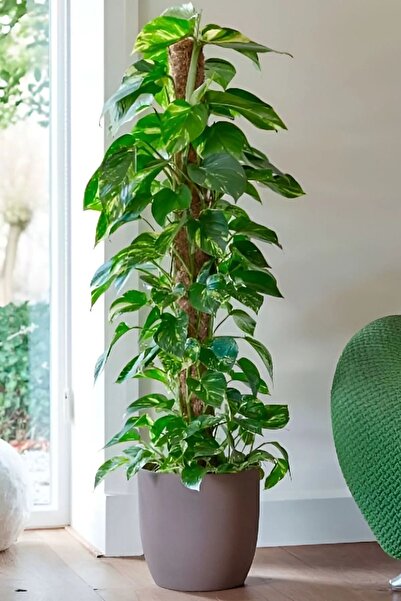 Kelebek Büyük Boy Patos Sarmaşığı Pothos Salon Sarmaşığı 120-130 Cm