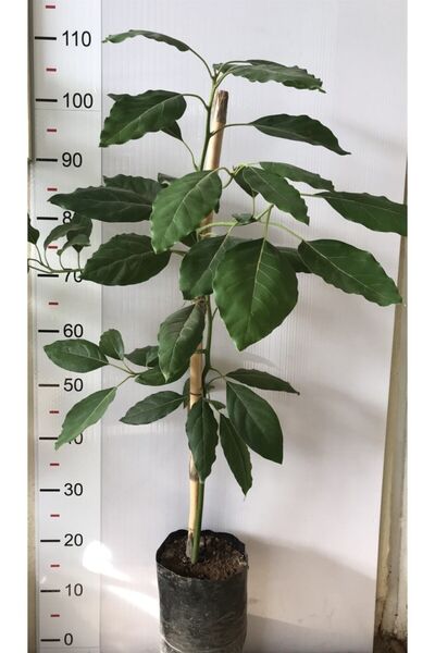 Genel Markalar Fuerte Avokado Fidanı 3 Yaş 80 100 Cm Boyunda Aşılı Tüplü