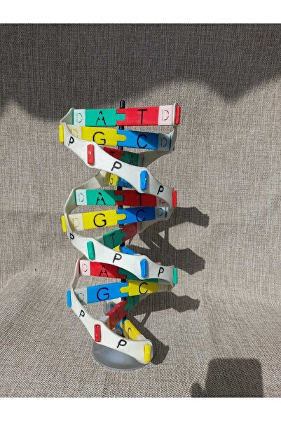 2M DNA MODEL MATERYAL SETİ