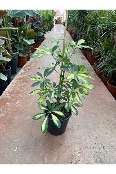 Taha Çiçekcilik Şeflera-schefflera Bitkisi Tek Dallı 40-50 Cm