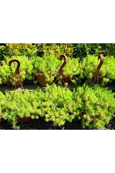 The Best Online Thebestonline 45 Adet Sarı Dam Koruğu Sedum