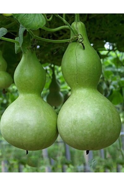 Ziraat Evim 5 Adet Su - Et Kabağı Süs Kabağı (LAGENARİA SİCERARİA) Tohumu