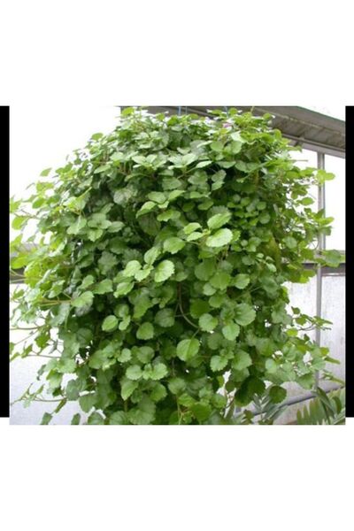 ABAD.HANDMADE Parlak Mustafa Fide