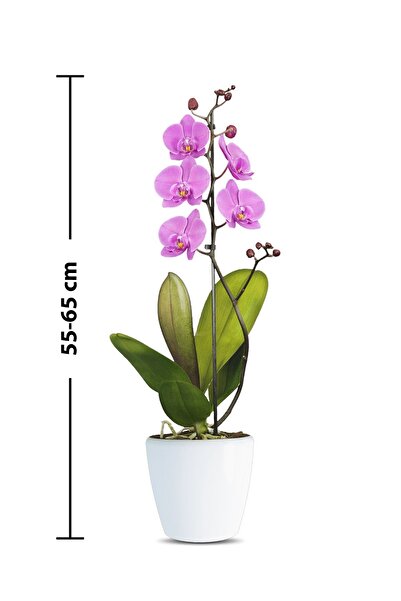 The Best Online Thebestonline Sevgililer Gününe, Sevgiliye Özel Pembe Orkide,...