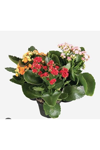 YEŞİLİMARKET Kalanşo Çiçeği ÇİÇEKSİZ >Sürpriz Renk> 2 Adet  20cm. Ev Ofis Bitkisi