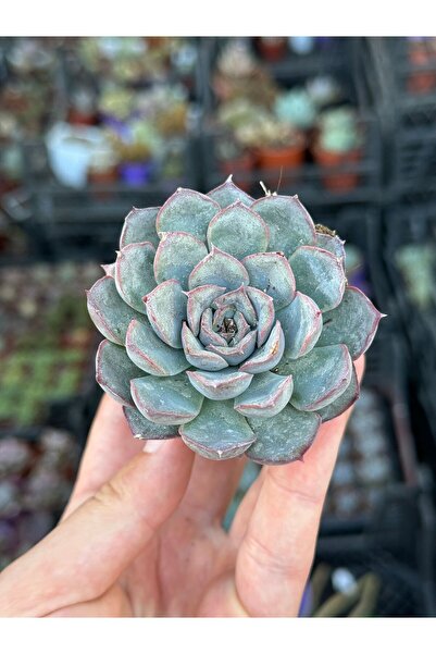SukuLand Echeveria Hercules ithal koleksiyonluk özel tür sukulent 5,5cm saksıda