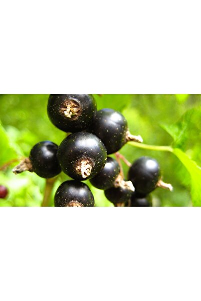 Erzurum İpekgurme Erzurum İpek Gurme Taze-Yaş Siyah Kuşburnu Meyvesi 2 KG İPKG 4709