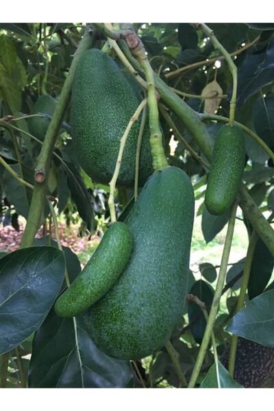 Genel Markalar Fuerte Avokado Fidanı 3 Yaş 80 100 Cm Boyunda Aşılı Tüplü