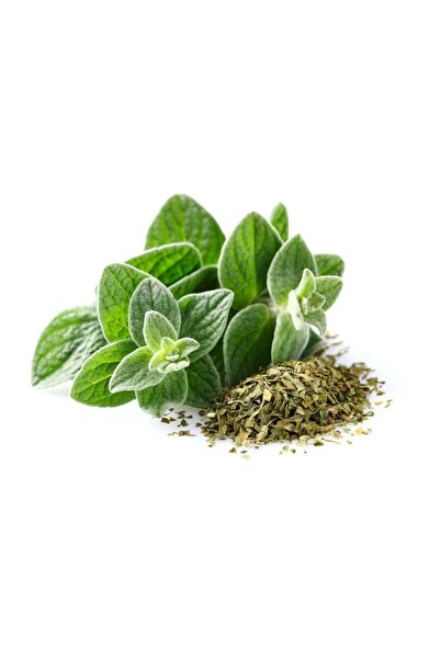 Tohum Dünyası 500 Adet Mercan Köşk- Oregano Yeşillik Tohumu