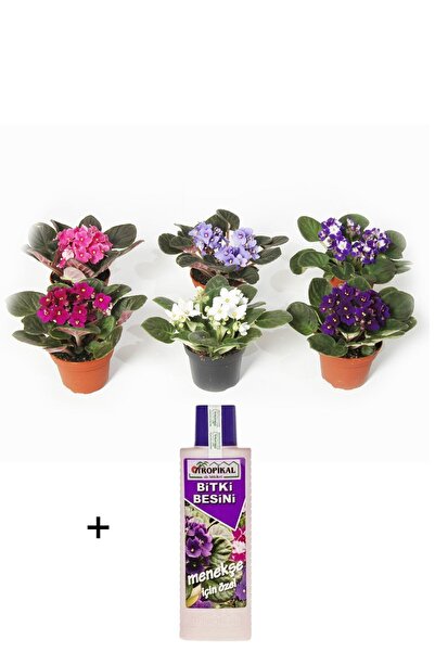 Fintarla Afrika Menekşesi 3 Adet Birbirinden Farklı Set + Menekşe Besini Hediyeli