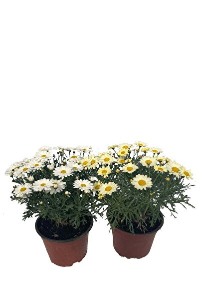 Thebestonline Argyranthemum, Fountain Daisy, 1 Piece