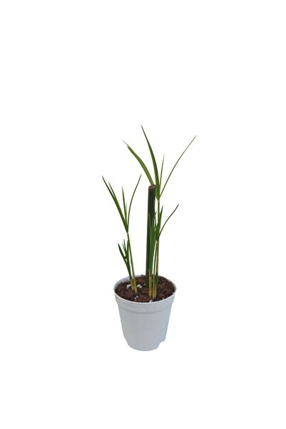 Bitkim Sende Thebestonline Mini Japon Şemsiyesi (5-10 CM)1 Adet Saksılı Salon...