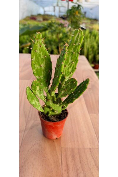 Ravza Çiçekçilik Thebestonline Opuntia Monacantha Brazilian Kaktüs(5.5 CM SAK...