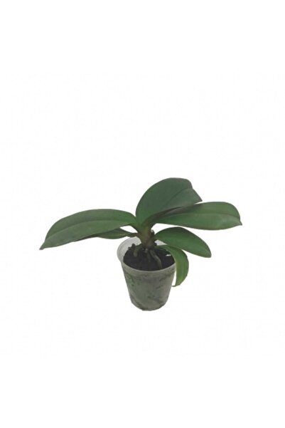 Palmiye Çiçeksiz Mini Orkide Fidesi (5,5 CM SAKSIDA)