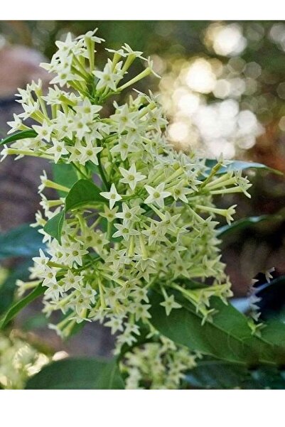 Genel Markalar Tüplü Gece Sefası Melisa ( Limon Çiçegi) 40/60cm