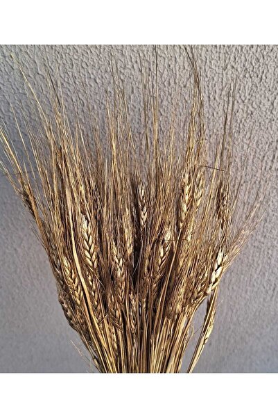 kutmen زهرة القمح الجافة المذهبة بالذهب 25/30 بين الفروع