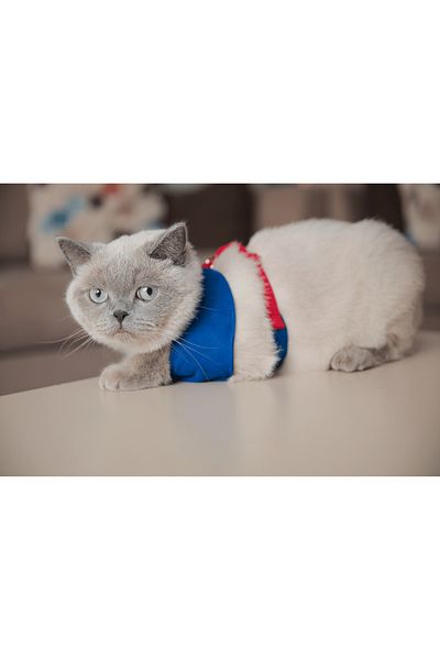 GoPawGo Sirius Soft Cat Chest Collar Set