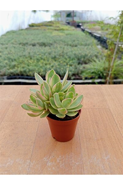 Genel Markalar Crassula Ovata Alacalı Money Maker Sukulent 5,5 Cm Saksıda