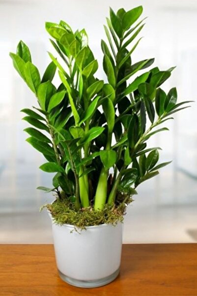 Garden Online Zamioculcas Zamiifolia - Zamia Zeze Dolgun Form Canlı Salon Bitkisi 70 - 90 cm