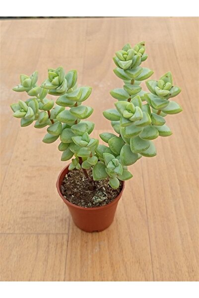 Ravza Çiçekçilik Crassula Rupestris  5,5 cm