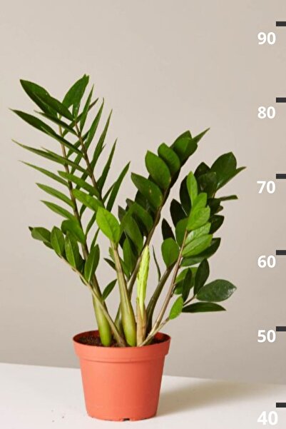 Garden Online Zamioculcas Zamiifolia - Zamia Zeze Dolgun Form Canlı Salon Bitkisi 70 - 90 cm