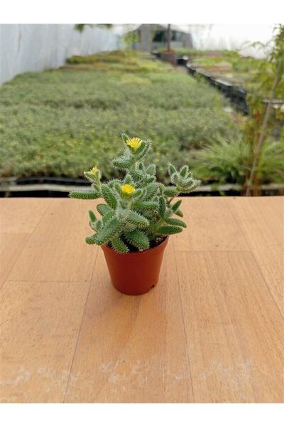 Ravza Çiçekçilik Delosperma Echinatum ( 5,5 Cm ) Sarı Çiçek Açan Dolgun Ve Fo...