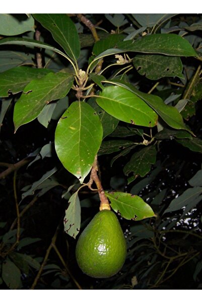 Sağlam Fidancılık Aşılı Tüplü Fuerte Avokado Ağacı Fidanı