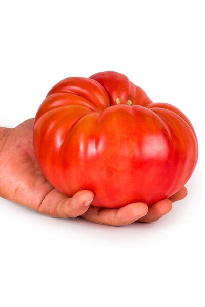 ZENGARDEN EV VE BAHÇE Okka pembe domates tohumu her domates ortalama 1 kilo