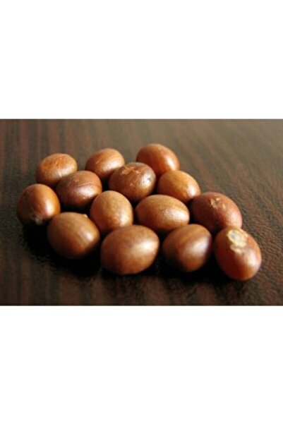 New Life Dekorasyon Cocos Palmiye Tohumu (kraliçe Palmiye ) Cocos Hindistan C...